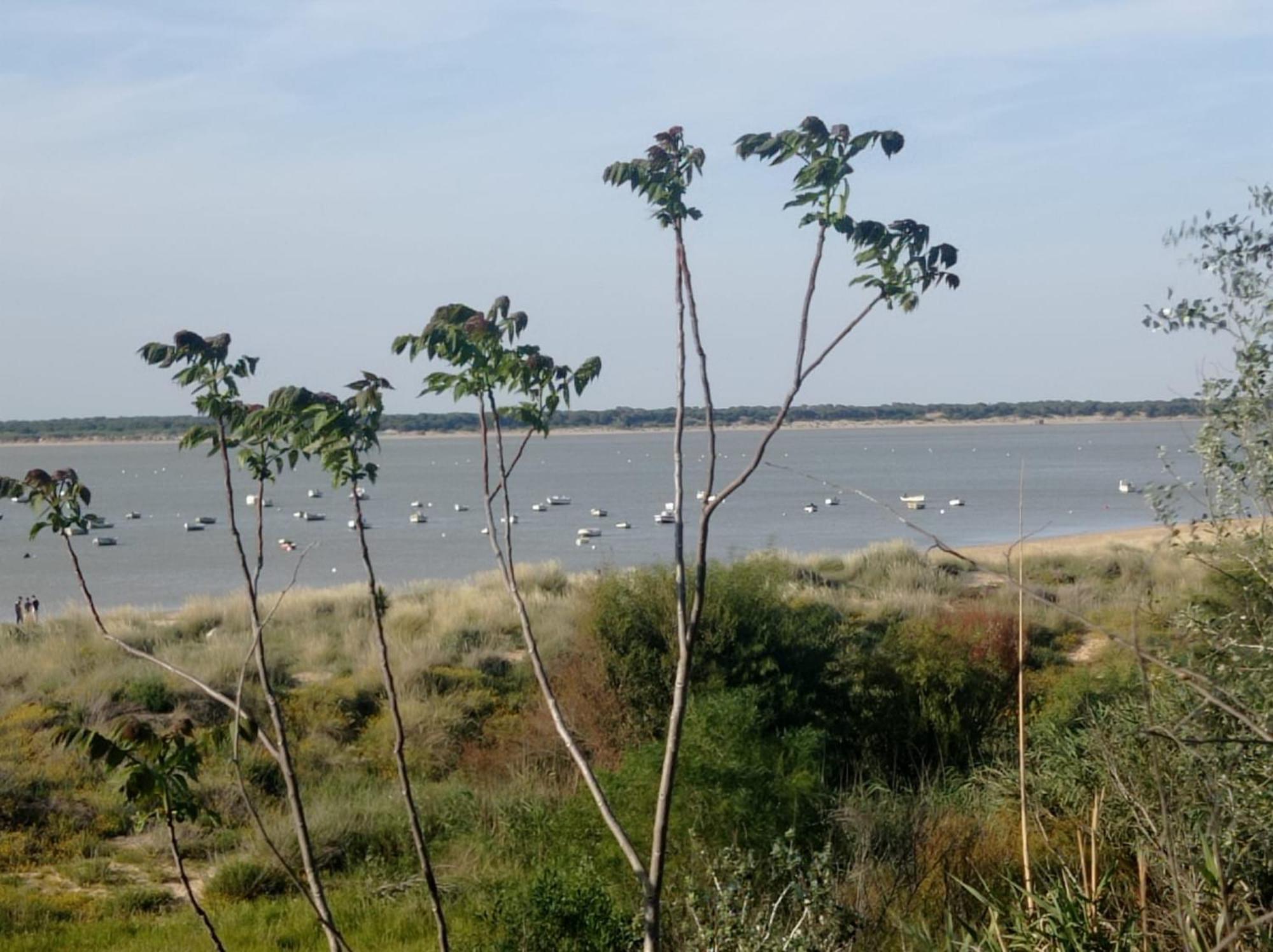 Apartamento Crucero 2, La Jara Sanlúcar de Barrameda Buitenkant foto